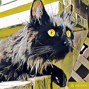 Meet your Posher, Bee